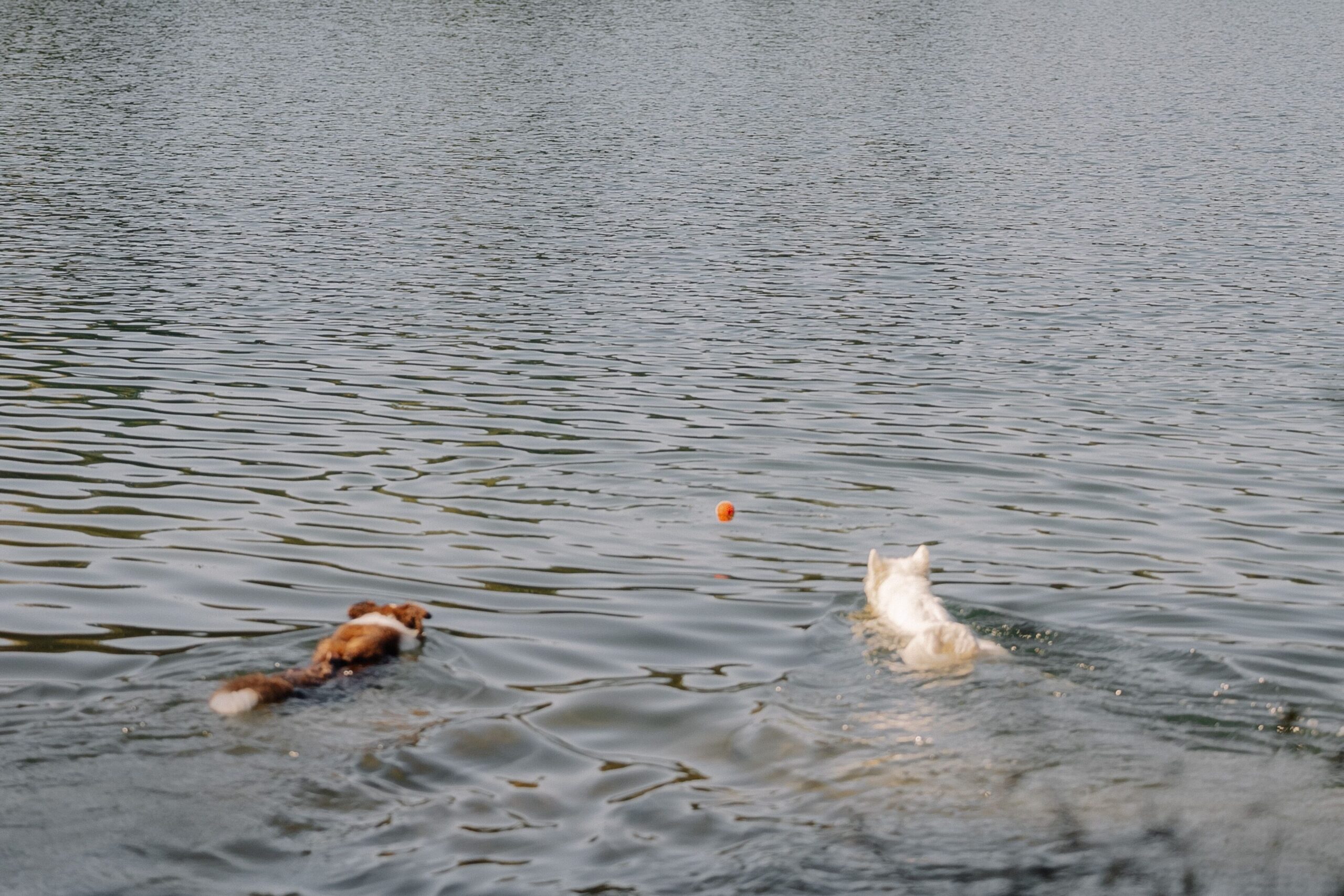 Two dogs swim in a lake chasing an orange ball, with a forested shoreline in the background.